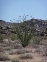 Joshua Tree Nationalpark