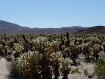 Joshua Tree Nationalpark Kalifornien