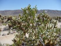 Joshua Tree Nationalpark USA