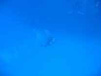 MaltaDive1
