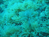MaltaDive20