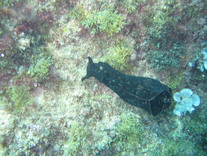MaltaDive23