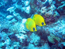 Maskenfalterfische