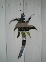 Naples Palms