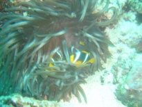 Nemos