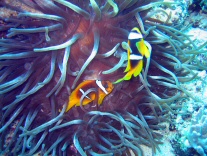 Nemos 2