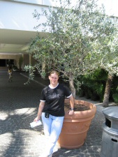 Olivienbaum
