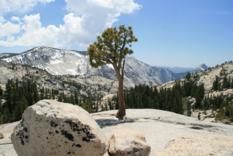 Olmsted Point Yosemite
