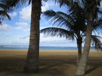 Palmen