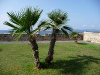 Palmen Alghero