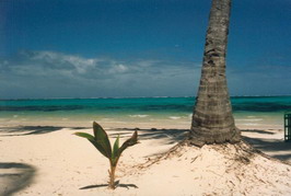 Palms2