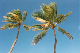 Palms3
