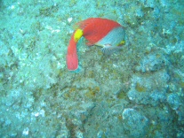 Papageienfisch