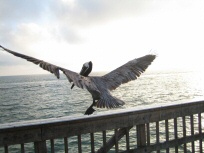 Pelican Vogel (1)