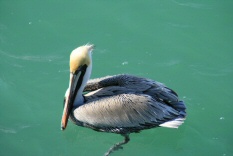 Pelican Vogel (4)