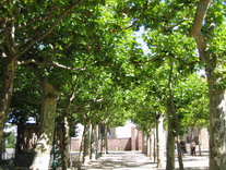 Plantanen1