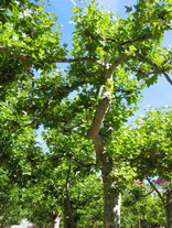 Plantanen2
