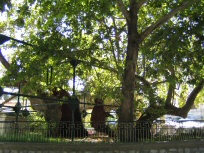 Platane des Hipokrates