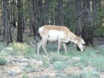 Pronghorn