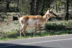 Pronghorn Bryce Canyon