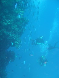 S+T Dive