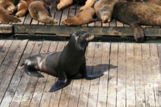 Seeloewe auf Pier 39 SF