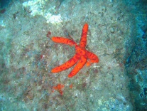 Seestern