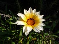 Sommer2010