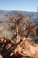 South Rim Grand Canyon (2)