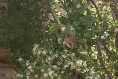 Squirrel Grand Canyon 