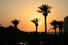 Sun-Palms