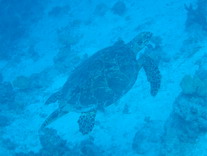 Turtle02