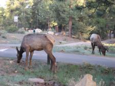 Wildlife Grand Canyon