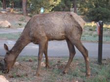 Wildlife in Grand Canyon