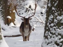 Winterreise