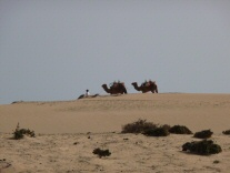 Wuestenschiffe auf Fuerteventura