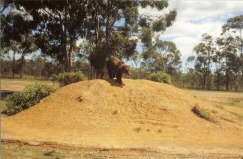 baer