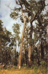 eucalyptos02