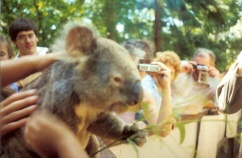 koala 1