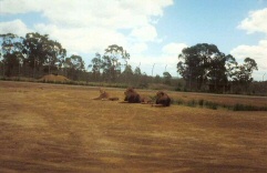 lions