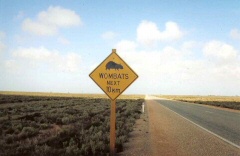 wombats